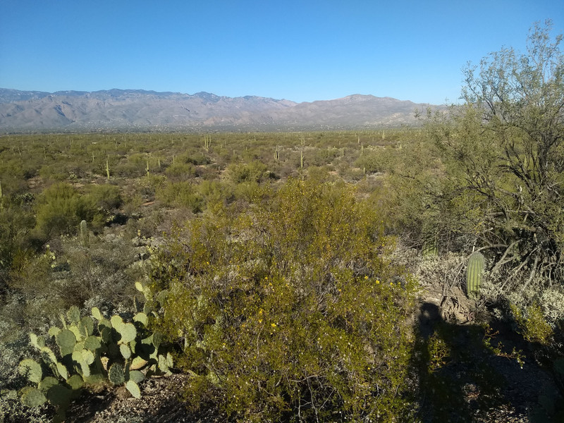 Saguaro East