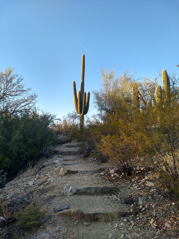 Saguaro East