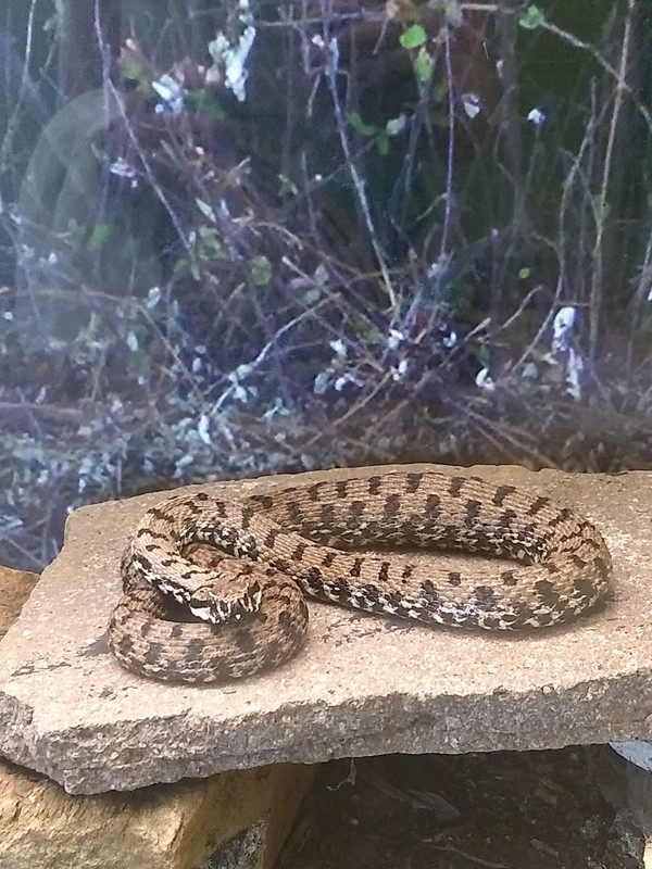 A snake at the aquarium