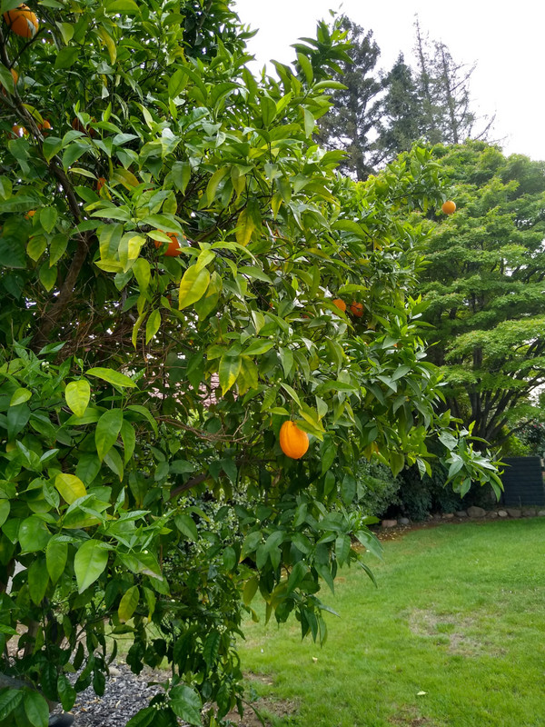 Citrus tree on our walk around Garth and Val's neighborhood