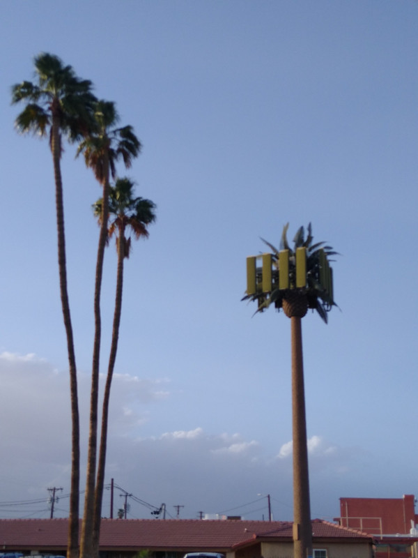 Palm trees and cell tower at our motel