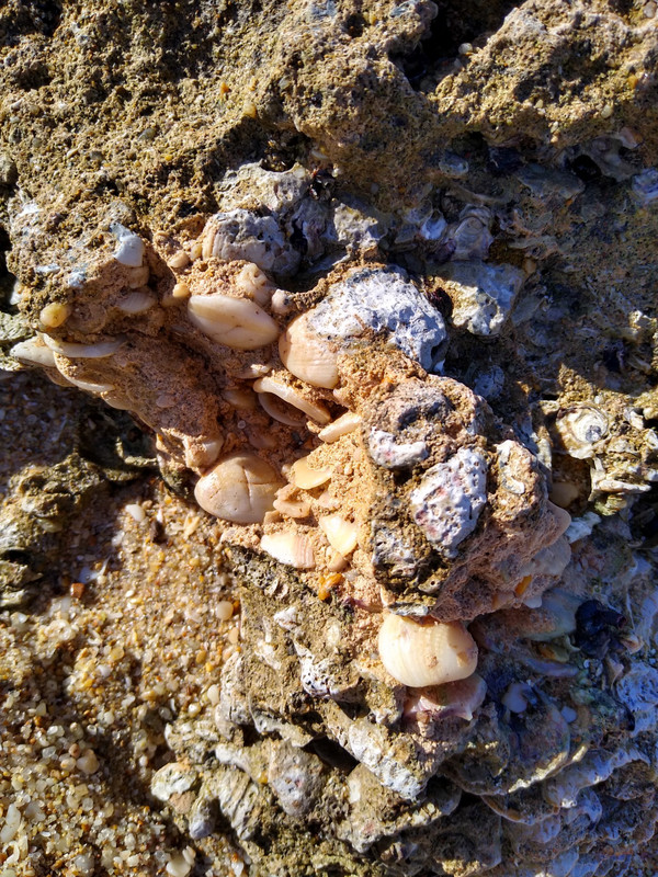 Shells imbedded in limestone