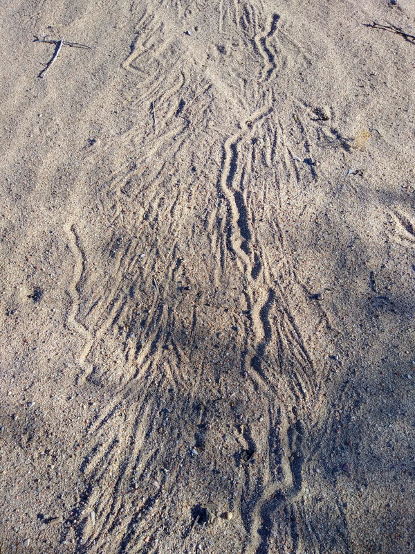 Animal marks and tracks on my running trail in Elephant Butte