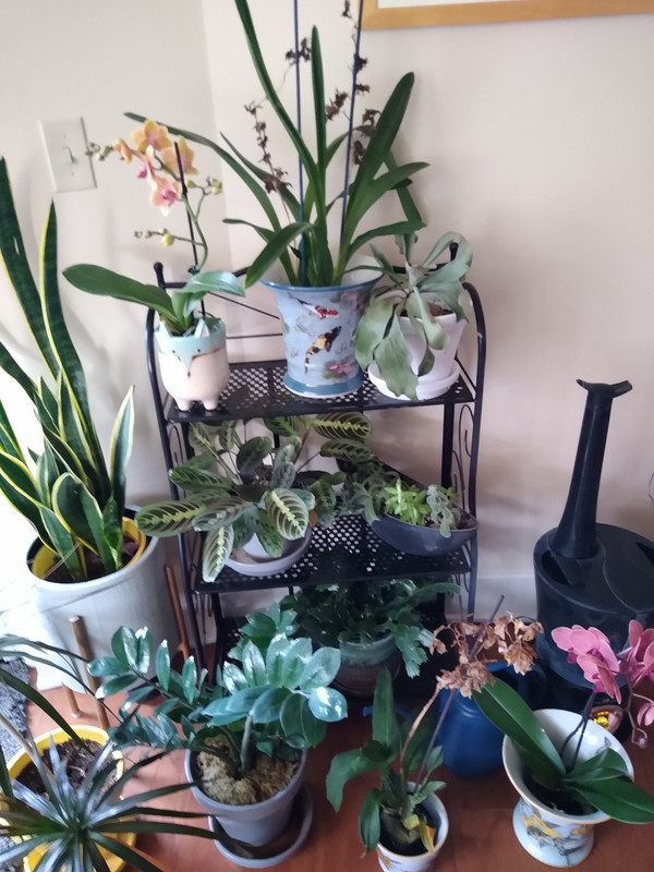 Geoff's orchids