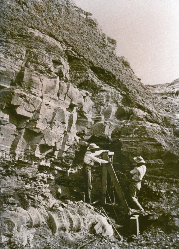 Elmer Riggs excavating an Apatosaurus at Dinosaur Hill, Fruita, 1901.