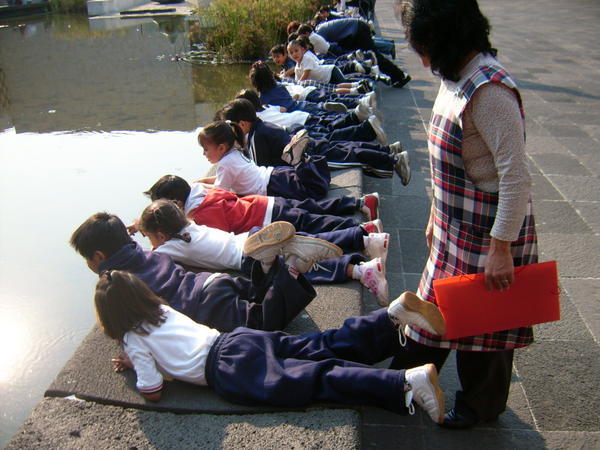 A preschool class looking at the turtles at the Anthopology Museum