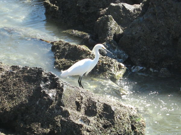 An egret in Zihua