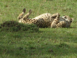The cheetah rolling round like a cat!