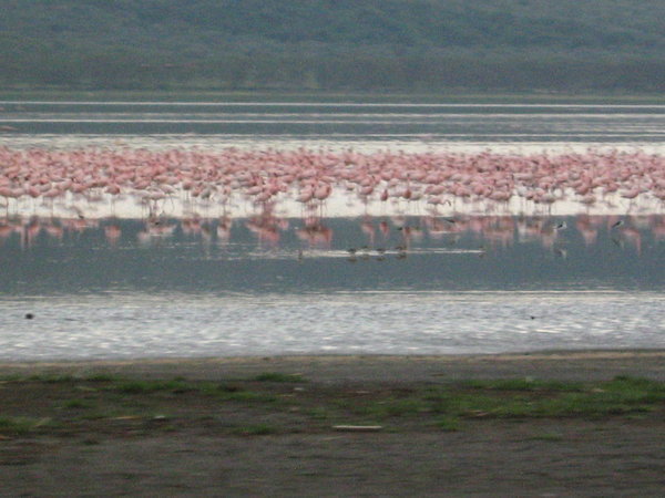 The lake is home to many flamingos and pelicans