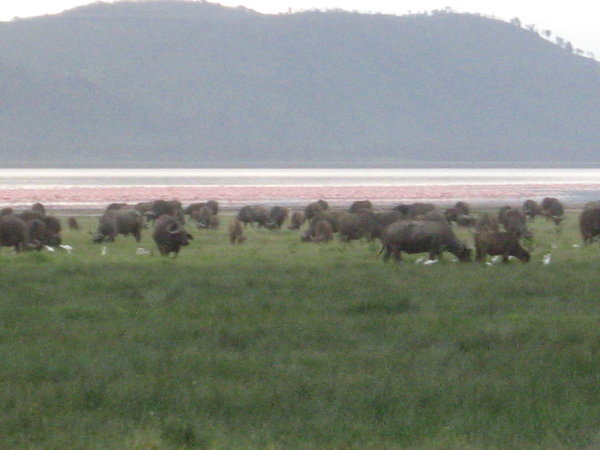 Grazing cape buffalo and the flamingos