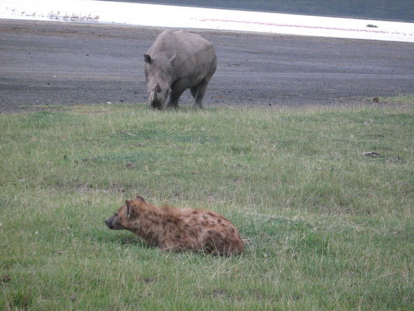 Hyena and rhino