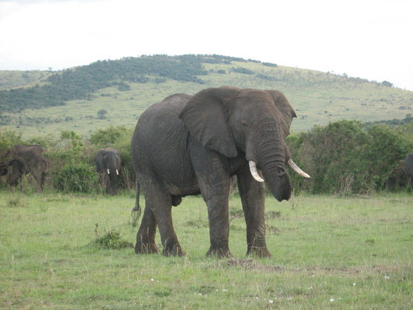 A male elephant