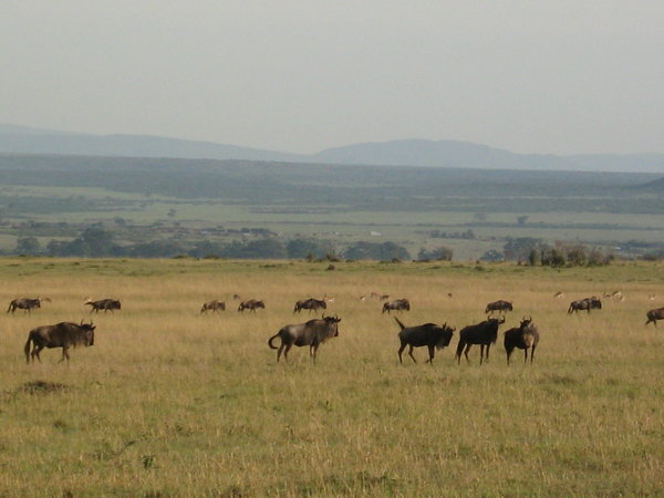 Grazing herds of gnus or wildebeasts