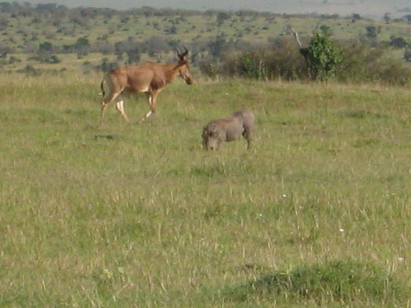 Warthog in the foreground