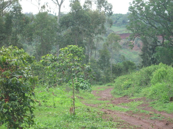 View down towards the river from the school