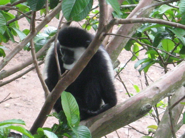 A colobus monkey