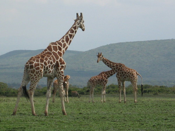The giraffes