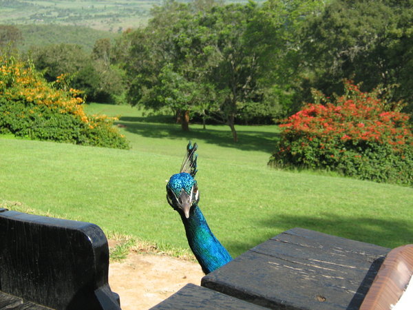 A naughty peacock