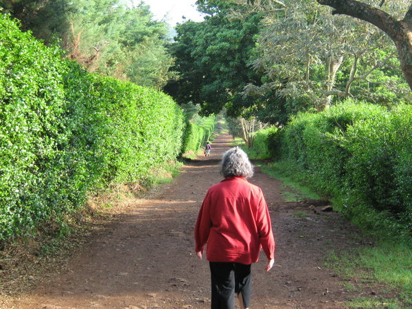 Walking through the coffee plantation to the river
