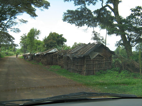 The wooden huts of the forest dwellers