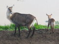Water buck and baby