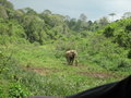 Elephant along the road