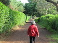 Walking through the coffee plantation to the river