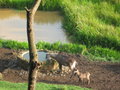 Water buck and baby at water hole