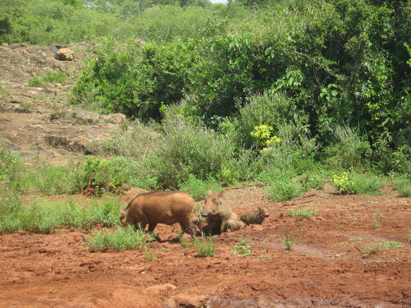 Warthogs come for the mud too...
