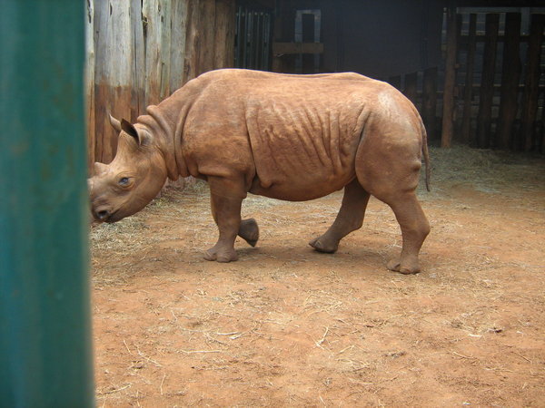 A young rescued rhino