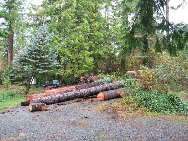 Logs from the trees that Bill had cut down
