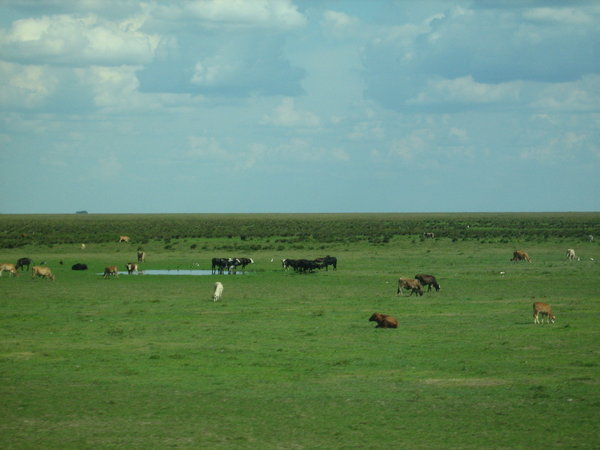Cattle Ranches on the way to Corrientes