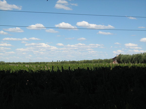 Clouds over a vineyard