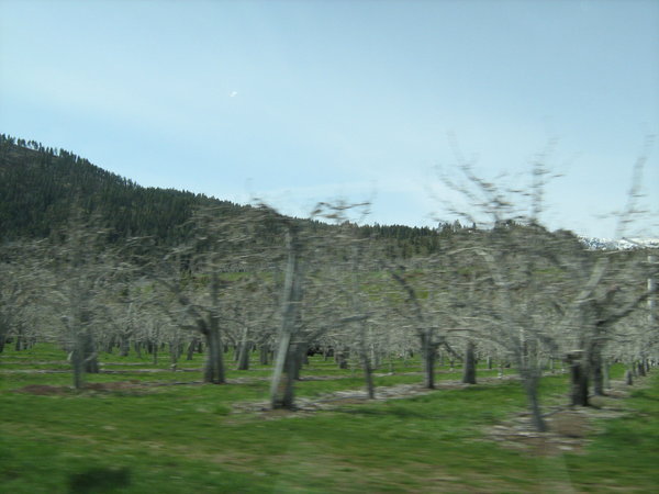 Ghostly orchards in Cashmere on Highway 2 in eastern WA