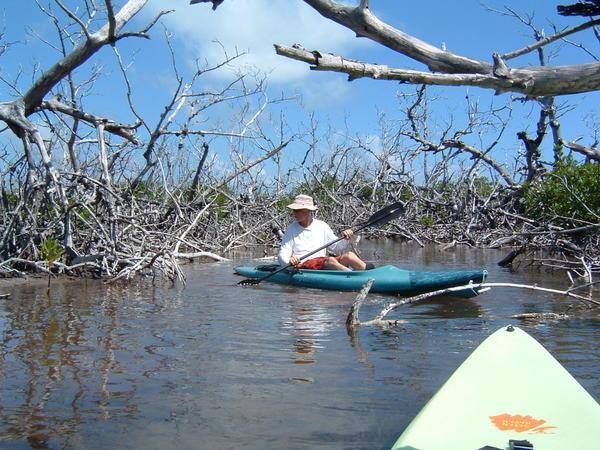kayaking in the mangroves