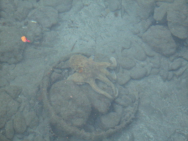 Octopus in Vernazza