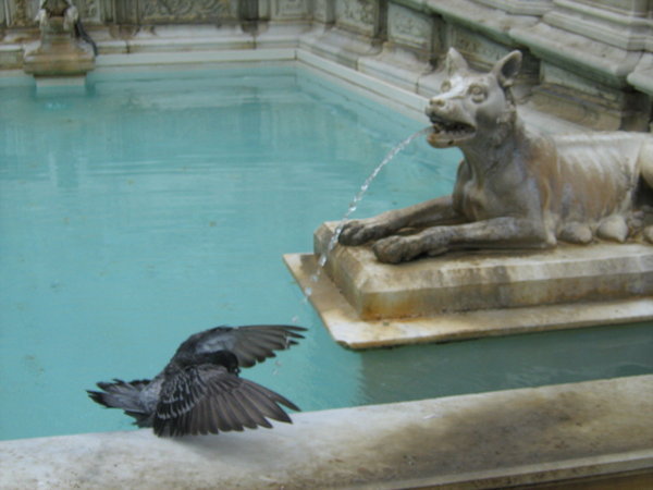 Gaia Fountain, the Campo, Siena