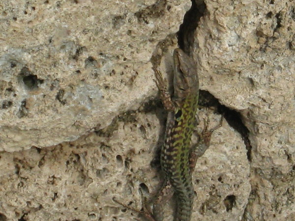Lizard on ruins