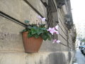 Cyclamens are the national flower!