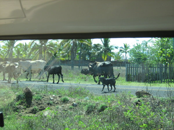 Cows on the way to La Barra