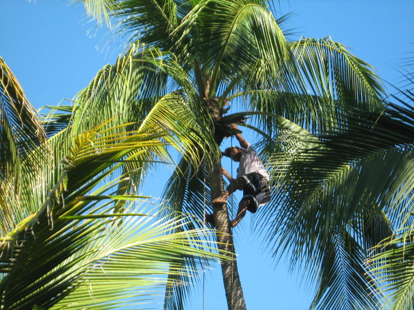 Trimming the coconut palms