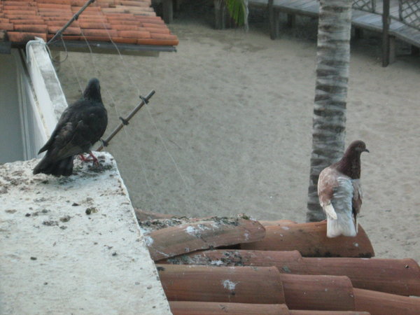 Our pigeons...