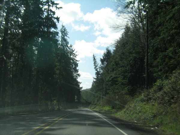 Washington Forests