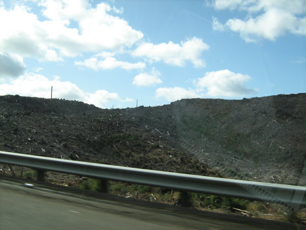 Clearcut, but due to a windstorm knocking down trees in 2006
