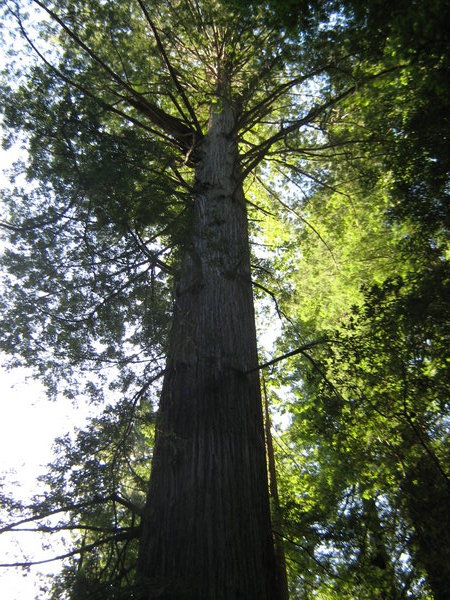Redwood tree