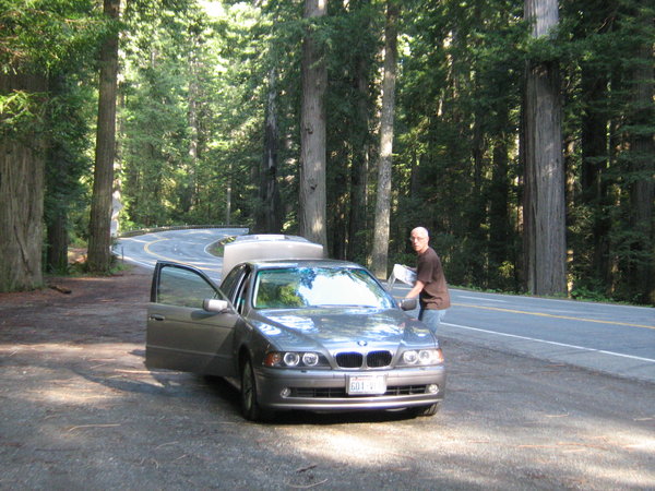 BMW on 101 in the redwoods