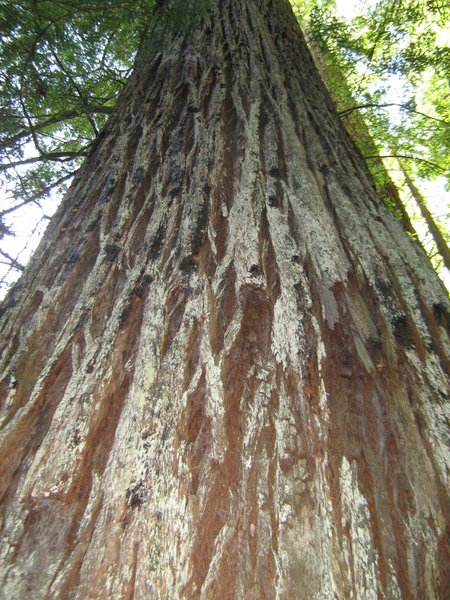 Closeup of Redwood tree