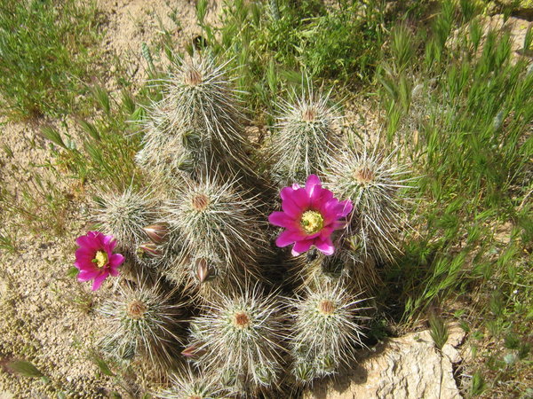 Cactus blossoming