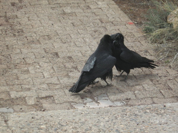 Ravens feeding each other as part of mating dance