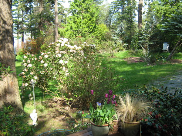 The yard is in bloom....